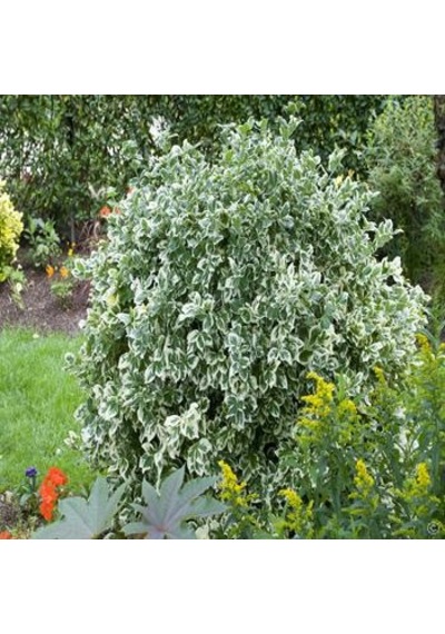 Alaca Taflan Fidanı 30-50 Cm Euonymus Japonica Variegata Da