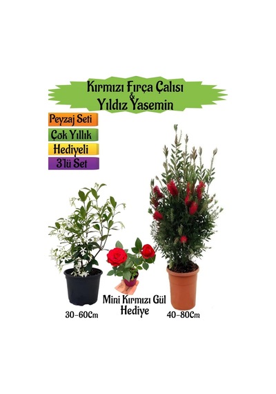 Kırmızı Fırça Çalısı+kokulu Yıldız Yasemin+mini Gül Peyzaj Seti