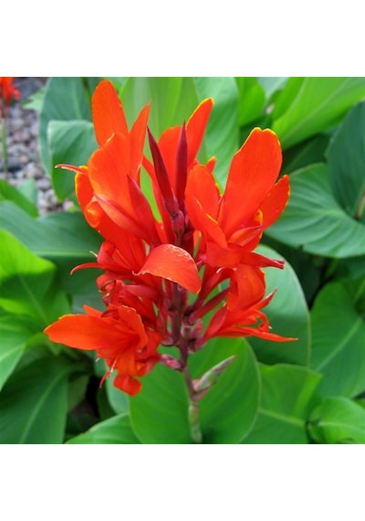 Kanı Canna Indica Yellow King Humbert Kanna Canna Zambağı Fidanı