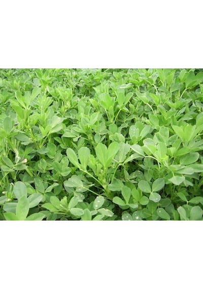 AGRodal Tarım Yonca Tohumu Elçi 3 KG Kaplanmış Tohum