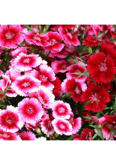 Çin Karanfili Tohumu Yerli Dianthus Chinensis 100 Adet N11388