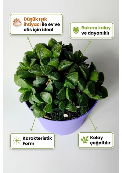 Haworthia Retusa Canlı Sukulent Ev Bitkisi 8.5 Cm Saksıda