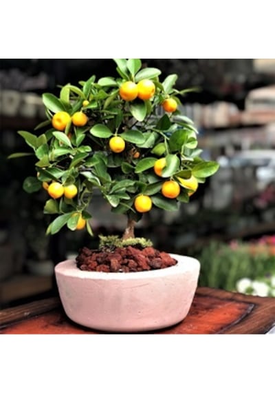 Bodur Bonsai Mandalina Ağacı Tohumu 5 Tohum + Tohum