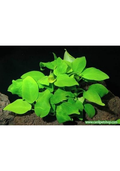 Anubias Barteri Var. Nana 1 Ad 4-5 Yaprak