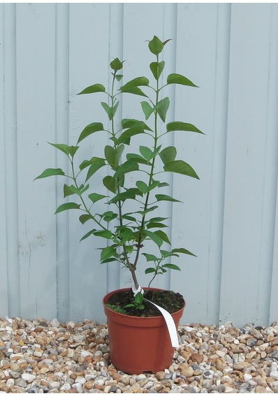 Saksıda Kokulu Leylak Fidanı 40-60 cm