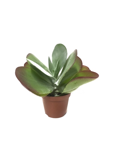 Kalanchoe Luciae (Sukulent) Ø8,5 CM Y15-20 CM