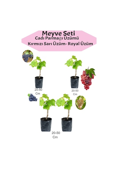 4'lü Üzüm Seti Cadı Parmağı Kırmızı Sarı Royal Üzüm Fidanı