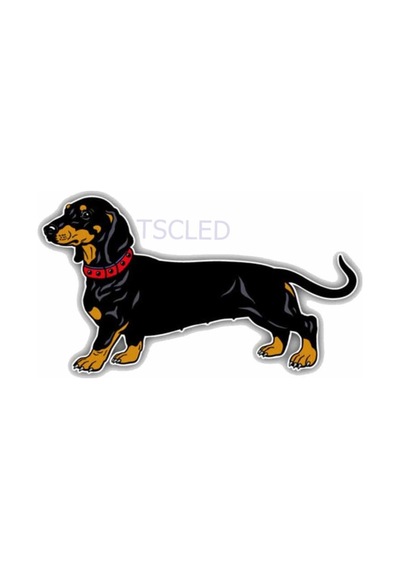 Güzel Pürüzsüz Saçlı Dachshund Köpek Araba Sticker