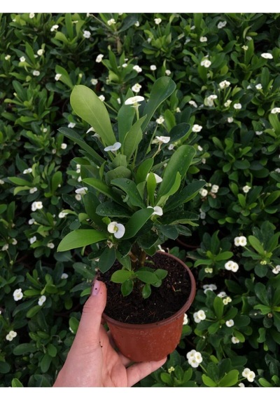 Videolu Beyaz Renk Dikenler Tacı Çiçekli Ithal Hollanda Milli Saksılı Kaktüs White Euphorbia