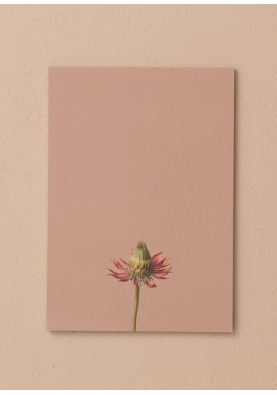 The Mia Art Line Mini Notluk Coneflower 15x21 Cm 40 Yaprak