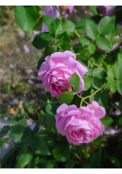 Pembe Yediveren Kokulu 40 70 Cm 2 Adet Saksılı Aşılı Gül Gül Pink Rose
