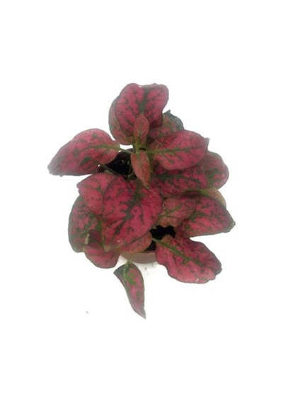 Fittonia Çiçeği Fidanı Pembe Yeşil 10-20 Cm