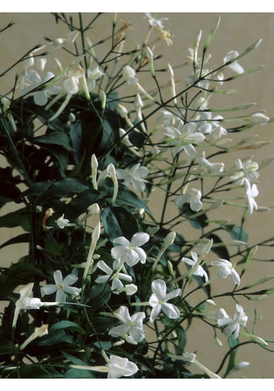 Videolu Arap Yasemini Yasemin Fidanı 40 60 Cm 1 Adet Saksılı/tüplü Rhyncospermum Jasminoides