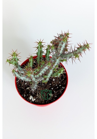 Euphorbia Aeruginosa Özel Tür Kücük Sarı Çiçek Veren Sütleğen Mav