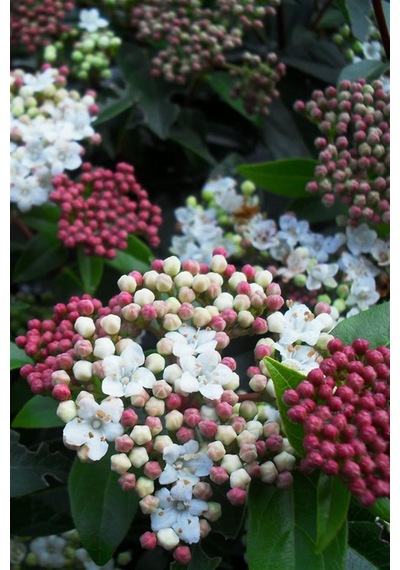 Kartopu Fidanı | Viburnum
