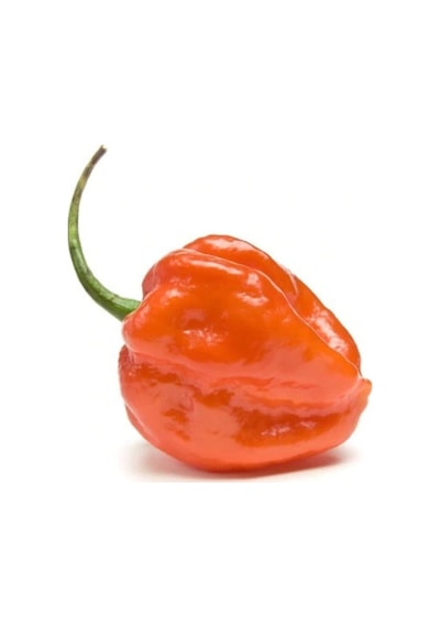 Çok Acı Habanero Biberi Tohumu 5 Adet Tohum Biber Tohumu