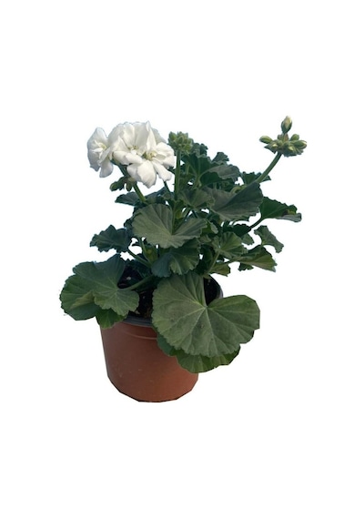 Sardunya Çiçeği Fidanı 10-20 Cm