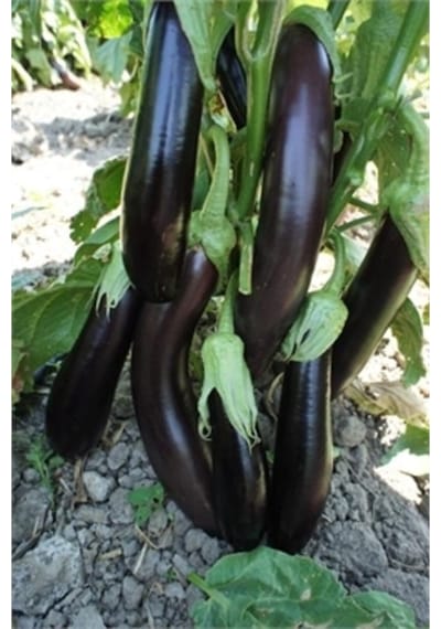 Nazilli Patlıcan Tohumu 10 GR