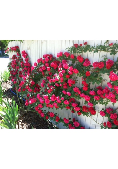Kırmızı Yediveren Sarmaşık Gül Fidanı 15-25 Cm N11.22230
