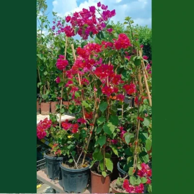 Katmerli Pembe Begonvil Fidanı Begonvil Sarmaşığı 50-70 Cm