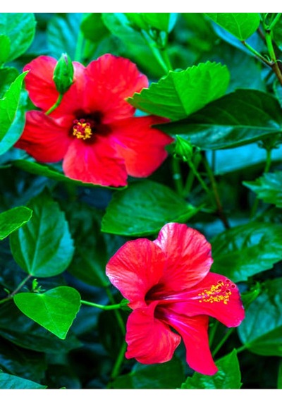 Kırmızı Japon Gülü Çiçeği Fidanı 40 45 Cm 1 Adet Saksılı Camellia Japonica