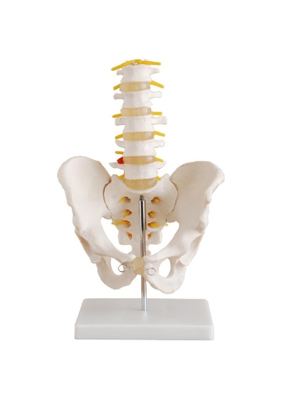 Omurga Ve Kalça Modeli Pelvisli 5 Li Lumbar Vertebra Modeli