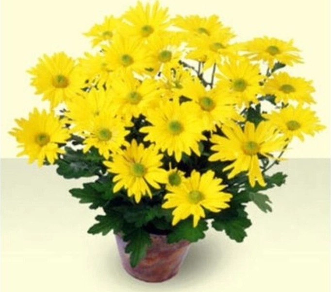 Bodur Kasımpatı Krizantem Chrysanthemum Sarı 10-20 Cm