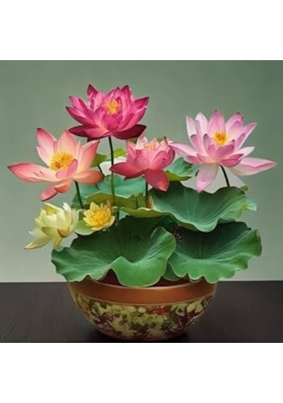10 Adet Tohum Organik İthal Karma Karışık Renkli Nilüfer Lotus Su Çiçeği Tohumu 5 Renk Açan 10 Adet