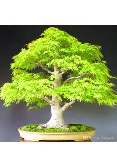 Japon Redwood Bonzai Ağacı Tohumu Ekim Seti 5 Tohum +Saksı+Toprak