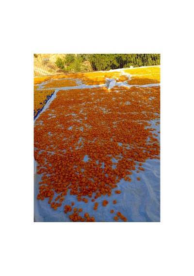 Organik Kayısı Kurusu 1 Kg Diğer