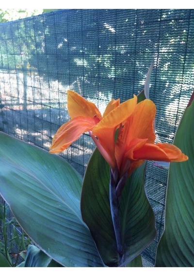 Canna İndica Kanna Tespih Çiçeği Fidanı Turuncu 10-20 Cm
