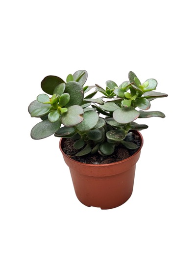Crassula Ovata 'minor' Sukulent 1 Adet