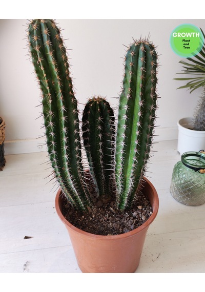 Abarginum Kaktüs 43cm 1 Adet