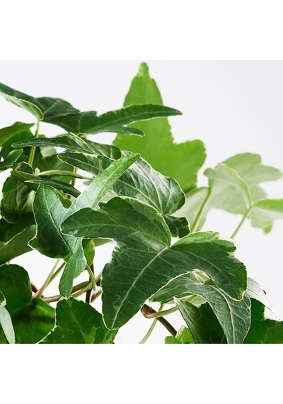 Ikea Hedera Helıx Canlı Bitki, Yeşil, 13 Cm, Sarmaşık