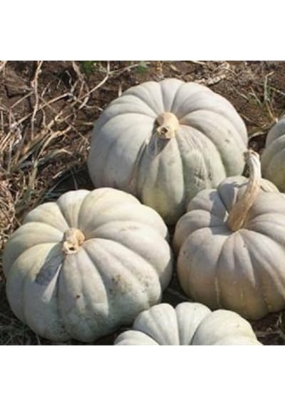 Tohumbaba Kabak Tohumu Kestane Kabak Pakette 10 Adet Tohum