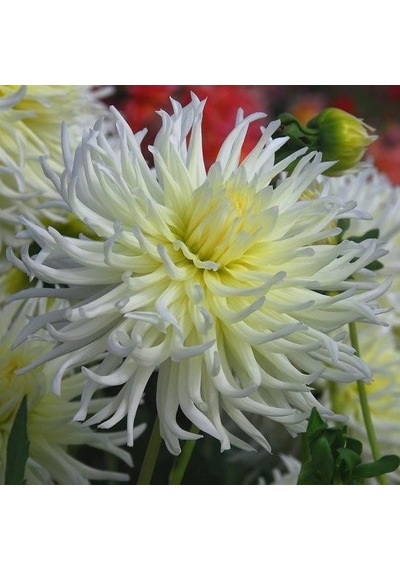 Hoş Kokulu Dahlia My Love Yıldız Çiçeği Yumrusu 1 Adet