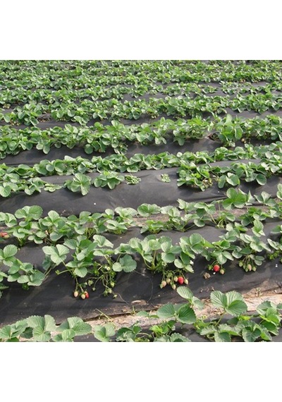 40 CM x600M Siyah Tekstil Mulch Siyah Agril 28 G Tarımsal Ot Örtüs
