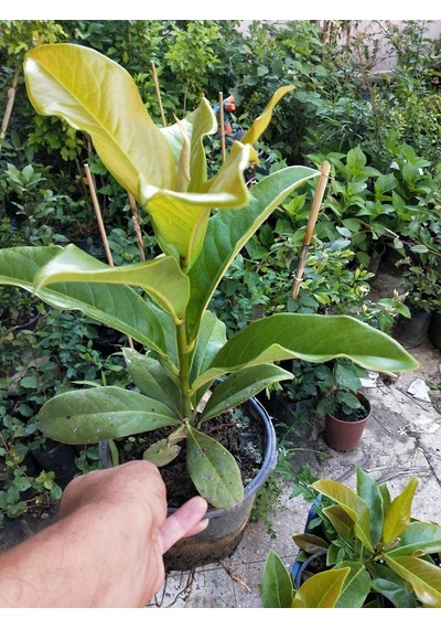 Manolya Ağacı 30-40 Cm. Saksıda. 12 Ay Dikilebilir N11.6748
