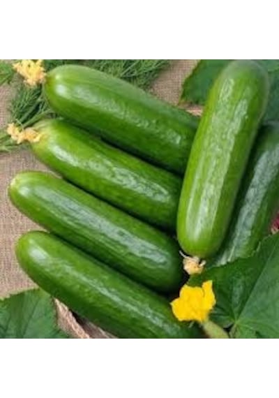 10 Adet Tohum Silor Yerli Parmak Salatalık Tohumu Ata Toh