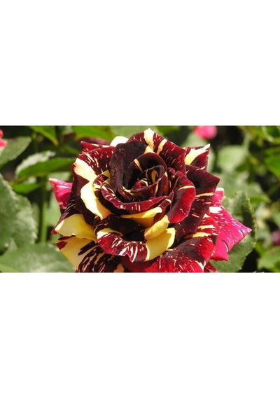 Videolu 1 Adet Sihirbaz Gülü Fidanı Saksılı 40-60 Cm Saksılı Çiçekli Bodur Wizard Rose Sapling