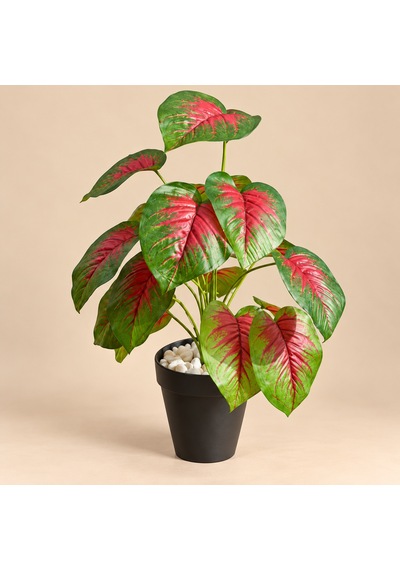 Yapay Islak Doku Caladium Bitkisi 50cm Kırmızı Yeşil Saksılı
