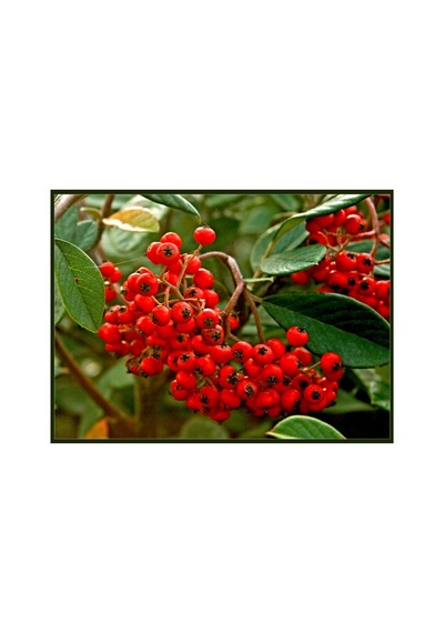 Ateş Dikeni Fidanı 30-60 Cm