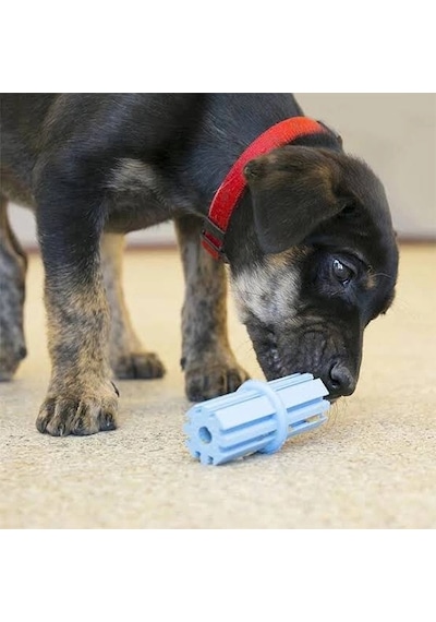 Kong Puppy Teething Stick Diş Temizliği Sağlayan Çok Amaçlı Yavru Köpek Oyuncağı S