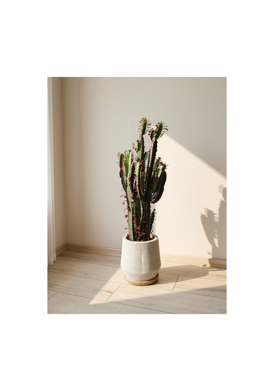 Euphorbia Trigona 'rubra' - Bordo Süt Kaktüsü - 90cm