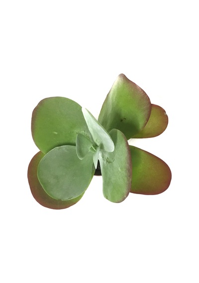Kalanchoe Luciae (Sukulent) Ø8,5 CM Y15-20 CM