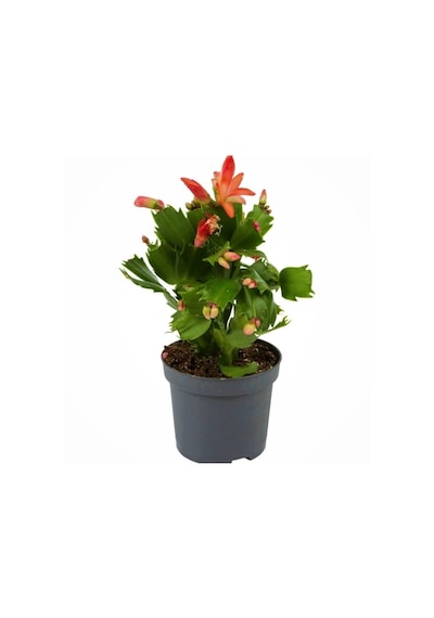 Serada Decor & Plant Yılbaşı Çiçeği,yılbaşı Kaktüsü,kırmızı Renk 7 Cm Saksıda Canlı