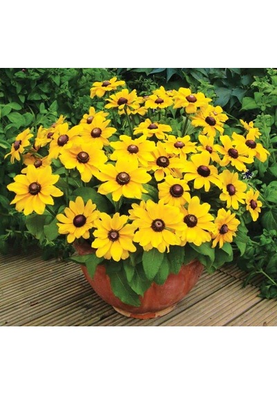 Rudbekya Çiçeği Tohumu Dalgalı Bodur Sarı Kırmızı Renkli - 5 Tohum