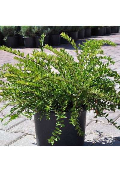 Bodur Hanımeli Saksıda 20-40 CM