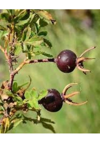 Siyah Kuşburnu Fidanı - 50 70 Cm Rosa Pimpinellifolia Saksılı