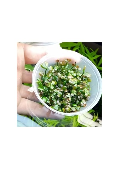 Marsilea Hirsuta In Vitro Canlı Bitki